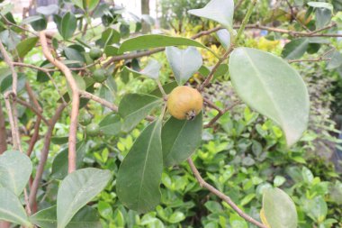 Çiftlikteki ağaçta satılık Flacourtia indica meyveleri nakit ürünleridir.
