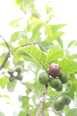 Çiftlikteki ağaçta satılık Flacourtia indica meyveleri nakit ürünleridir.