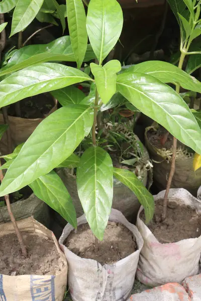Morinda citrifolia Noni meyvesi satılmak üzere fidanlıkta satılıyor. Nakit ürünler. Çeşitli hastalıklara, antibakteriyel, antitümöre, antelmintiğe, ağrı kesiciye, antienflamatuara...