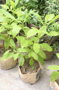 Çocuk odasındaki Tecomaria Capensis çiçek fabrikası satılık nakit mahsuller. Ağrıyı, uykusuzluğu, ateşi, göğüs ağrılarını, mide ağrılarını, ishali, dizanteri tedavisi, süt veren annelerde süt akışını teşvik etme