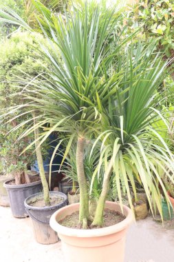 Bebek odasındaki Dracaena Dracaco yapraklı süs bitkisi satılık nakit mahsuller. İstilacı değil. Yavaş büyür, kolayca yetiştirilir. Havayı temizleyen özellikleri, havadaki toksinleri temizler.