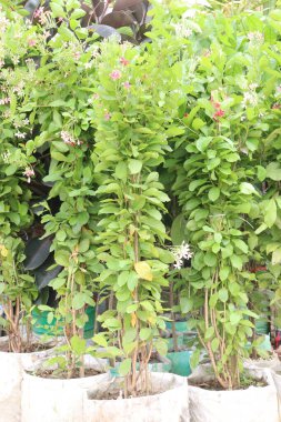 Bahçedeki Combretum indicum çiçek ağacı hasat için nakit mahsuldür.