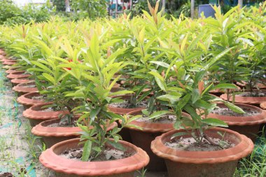 Çiftlikteki Çin ixora bitkisi nakit mahsulü. Hipertansiyonu, kemik iliğini, apseyi, yaraları, romatizmayı, çürükleri tedavi edebilir.