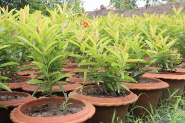 Çiftlikteki Çin ixora bitkisi nakit mahsulü. Hipertansiyonu, kemik iliğini, apseyi, yaraları, romatizmayı, çürükleri tedavi edebilir.