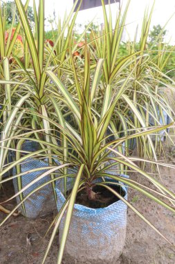 Dracaena marginata Sunray yaprak bitkisi. Bebek odasında satılık. Nakit ürünler.