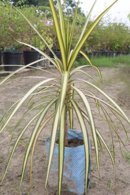 Dracaena marginata Sunray yaprak bitkisi. Bebek odasında satılık. Nakit ürünler.