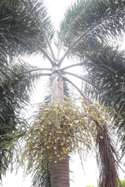 Çiftlikteki torba üzerinde Dypsis decaryi ağacı satılık nakit mahsulleri.