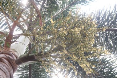 Çiftlikteki torba üzerinde Dypsis decaryi ağacı satılık nakit mahsulleri.