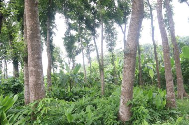 Çiftlikteki Swietenia mahagoni ağacı hasat için nakit mahsuldür.