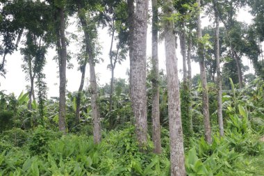 Çiftlikteki Swietenia mahagoni ağacı hasat için nakit mahsuldür.