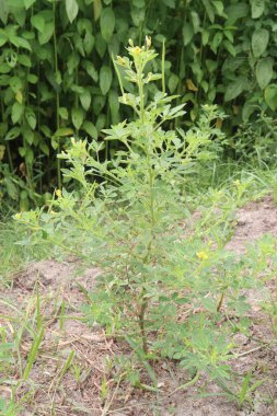 Cleome Rutidosperma yapraklı bitki satışı nakit mahsuldür. Beta-karoten, folik asit, C vitamini, kalsiyum, E vitamini, demir, oksalik asit.