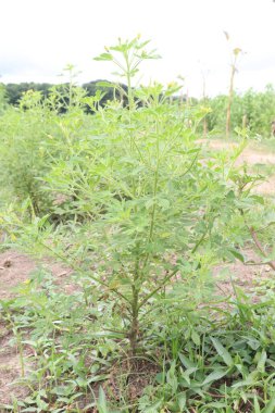 Cleome Rutidosperma yapraklı bitki satışı nakit mahsuldür. Beta-karoten, folik asit, C vitamini, kalsiyum, E vitamini, demir, oksalik asit.