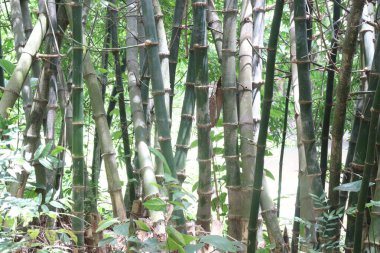 Çiftlikteki bambu stokları nakit ürünler, vitaminler, niasin, A vitamini, B6 vitamini, E vitamini, antioksidan gibi temel mineraller. Vücudun toksinlerden arındırılmasına ve doğal bağışıklığın arttırılmasına yardımcı olur.