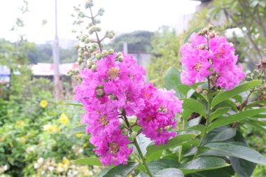 tarlada kırlangıç çiçeği bitkisi hasat için nakit mahsuldür.