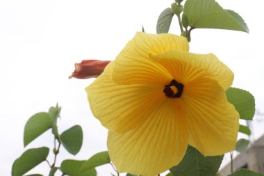 Çiftlikteki hibiscus tiliaceus bitkisi hasat için nakit mahsuldür.