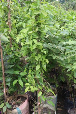 Bahçedeki Combretum indicum çiçek ağacı hasat için nakit mahsuldür.