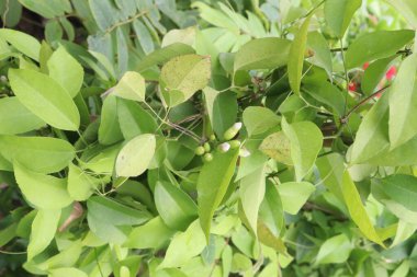 Bahçedeki Combretum indicum çiçek ağacı hasat için nakit mahsuldür.