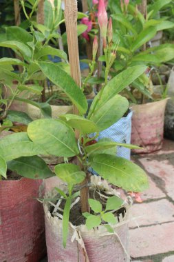 Brezilya yasemin bitkisi fidanlıkta satılıyor. Nakit mahsuller. otlayan Aromaterapi ve rahatlama ve sağlık için tıbbi faydalar. Tozlaştırıcıları çeker ve havayı temizler.