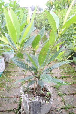 Elaeocarpus hainanensis çiçek bitkisi satışta. Nakit ürünler. Bahçelerde, parklarda, rüzgarda, erozyon kontrolünde mobilya, inşaat, yakıt olarak kullanılan popüler bir süs bitkisidir.