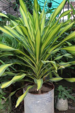 Çiftlikteki Dracaena Giganta yaprağı bitkisi nakit mahsulü. Hava temizleyiciyi çalıştırabilir. Nemi artırır. İçerideki kirliliği azaltır, kuru klima açar. Su buharı yayar.