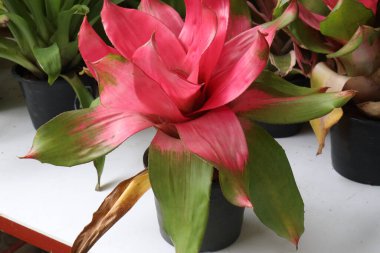 Bebek odasındaki Neoregelia johannis yaprağı bitkisi satılık nakit mahsuller. Havayı temizleme, toksinleri temizleme yeteneğine sahip. Bu da kapalı hava kalitesini geliştirmek isteyen herkes için harika bir seçim.