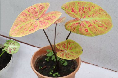 Çiftlikte satılık Caladium Tricolor yaprak fabrikası nakit mahsulleri