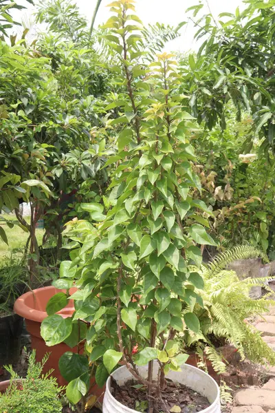 Dikenli asmalar ve çalılarla ağaçtaki Bougainvillea çiçeği stoku. Nakit ürünler.