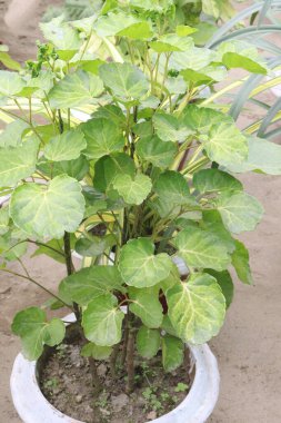 Polyscias scutellaria yaprak bitkisi çocuk odasında satılmak üzere nakit mahsuldür.