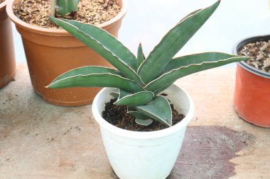 Sansevieria Bonny yaprak bitkisi bebek odasında satılık. Nakit ürünler.