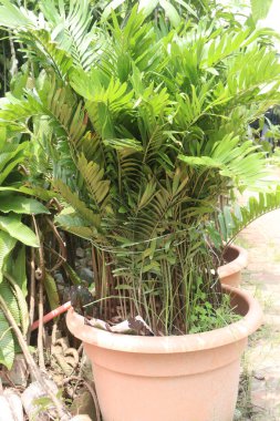 Kreşteki Zamia integrifolia yaprağı bitkisi satılık nakit mahsuller. Kuraklığa dayanıklıdır ve tuz spreyine müsamaha gösterir. Bu küçük antik bisiklet nesli tükenmekte olan bir kelebeği besliyor.