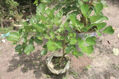 Fidanlıktaki tek permalı çiçek bitkisi satılık nakit mahsuldür. Kurak koşulların bitkisidir. Kökleri daha küçük bitkilerin kuruyacağı nemli bir yer bulmak için derinlere iniyor.