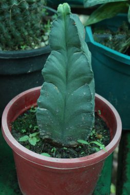 Astrofittum myriostigma kaktüs bitkisi satışta nakit mahsuldür. Hem kapalı hem de açık havada yetiştirmek için ideal. Kaktüs türünü büyütmek ve büyütmek kolaydır.