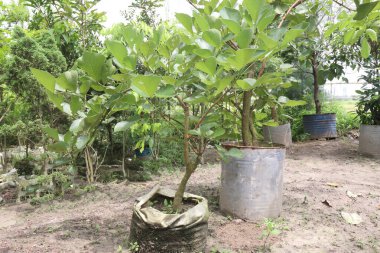 Fidanlıktaki tek permalı çiçek bitkisi satılık nakit mahsuldür. Kurak koşulların bitkisidir. Kökleri daha küçük bitkilerin kuruyacağı nemli bir yer bulmak için derinlere iniyor.