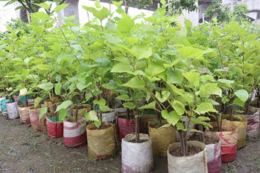 Bebek odasındaki yasemin çiçeği bitkisinin satışı nakit mahsuldür. İltihap önleyici, hiperlipidemik, kardiyo-rotatif, ağrı kesici, antimikrobik, antikonvülsan.