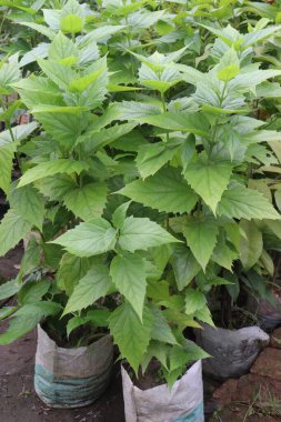 Bebek odasındaki yasemin çiçeği bitkisinin satışı nakit mahsuldür. İltihap önleyici, hiperlipidemik, kardiyo-rotatif, ağrı kesici, antimikrobik, antikonvülsan.