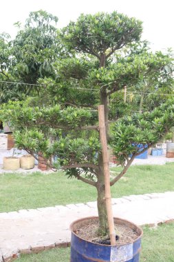 Podocarpus makrophyllus ot bitkisinin kreşte satılması nakit mahsuldür.