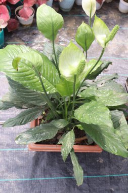 Çiftlikteki Spatthiphyllum ağacı, nakit ürünleri satar. oda gazlarını absorbe edebilir. Hava temizleme özellikleri var.