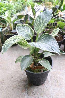 Çiftlikteki Philodendron Birkin yaprağı bitkisi satılık nakit mahsuller. Parlak dolaylı ışığın olduğu, güneş ışınlarının yayıldığı bir yerde daha iyi yetişir. Doğrudan güneş ışığına çıkarmaktan kaçının.