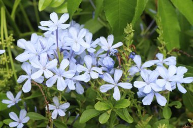 plumbago auriculata flower plant on nursery for sell are cash crops. treat wounds, broken bones, warts, black water fever. have exhibits antimicrobial, antiviral, antidiabetic, anticancer, antioxidant
