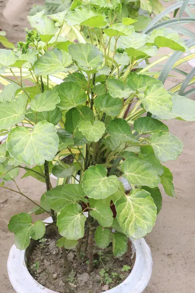 Polyscias scutellaria yaprak bitkisi çocuk odasında satılmak üzere nakit mahsuldür.