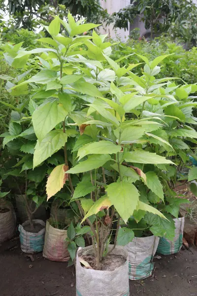 Bebek odasındaki yasemin çiçeği bitkisinin satışı nakit mahsuldür. İltihap önleyici, hiperlipidemik, kardiyo-rotatif, ağrı kesici, antimikrobik, antikonvülsan.