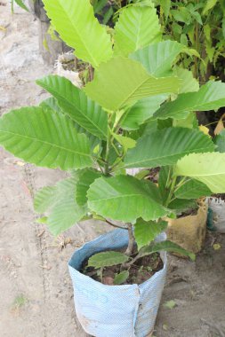 Dillenia indica genellikle çiftlikte satılan Fil Elma Fabrikası olarak bilinir. Nakit mahsuller. Ateş, diyabet, ishal, gıda zehirlenmesi gibi hastalıkların tedavisinde kullanılır.