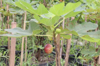 Çiftlikte satılacak incir fabrikası nakit mahsuldür. Kemik yoğunluğunu arttırmak için kalsiyum, potasyum ve mineralleri var. Osteoporozu tedavi edebilir.