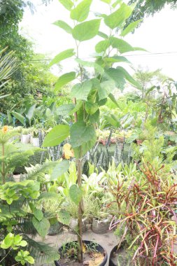 Hasat için çiftlikteki ağaçtaki dut ağacı nakit mahsulüdür. Demir, C vitamini, bileşikler içerir. Kolesterolü, kan şekerini, kanser riskini düşürür.