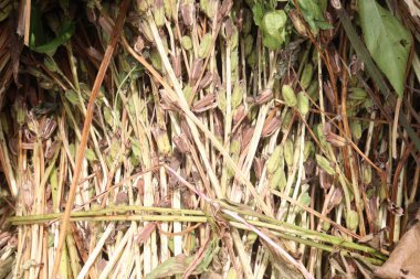 Çiftlikteki olgun susam bitkisi hasat için nakit mahsulüdür.