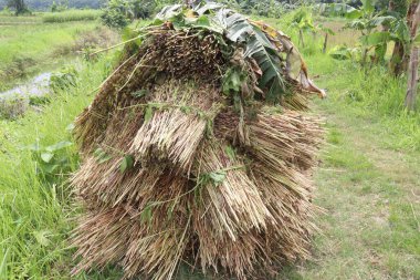 Çiftlikteki olgun susam bitkisi hasat için nakit mahsulüdür.