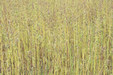Çiftlikteki olgun susam bitkisi hasat için nakit mahsulüdür.