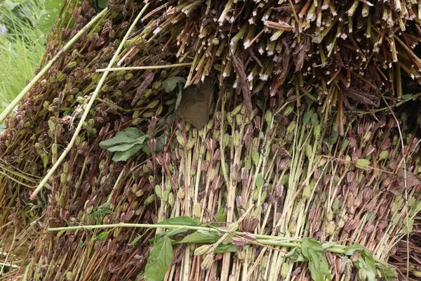 Çiftlikteki olgun susam bitkisi hasat için nakit mahsulüdür.