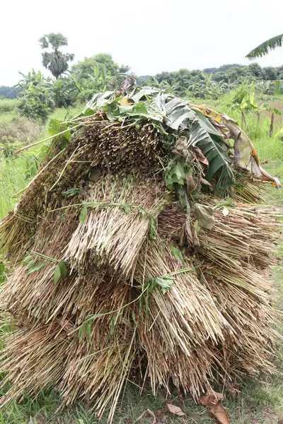 Çiftlikteki olgun susam bitkisi hasat için nakit mahsulüdür.