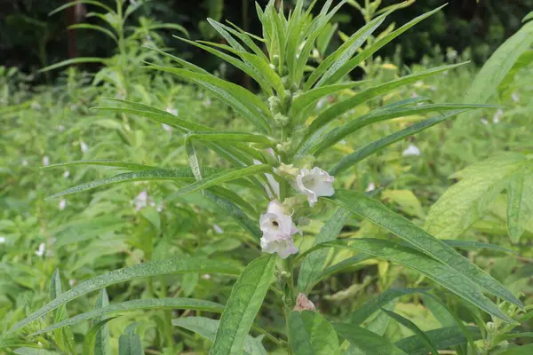 Hasat için çiftlikteki susam bitkisi nakit ürünüdür.
